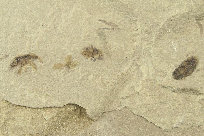 Three Detailed Fossil Beetles ( Snout Beetle) - Green River Formation #360289